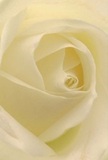 This intimate perspective draws you deep into the tranquil heart of a soft, cream-white rose, as though you're nestled within its petals amidst Fitzrovia's peaceful streets. Each petal spirals inward with understated elegance, their satin texture reminiscent of the delicate morning air that graces the squares near Warren Street. Subtle shadows weave between ivory folds, adding both depth and a sense of slow, graceful movement, much like a gentle breeze through Fitzrovia's hidden gardens. The mood here is peaceful and contemplative-a fitting symbol for moments of sympathy, gentle admiration, or new beginnings within the local community. The arrangement feels almost alive, radiating quiet reverence and refined artistry, its near-translucent edges echoing the subtle transitions of early morning light across the area. A faint sweetness seems to linger in the air, understated yet unforgettable, tying this rose to heartfelt gestures cherished by Fitzrovia's residents. The whole composition stands as a testament to the care and expertise of a local florist, delivering not just flowers but an experience imbued with grace and dignity for any occasion.